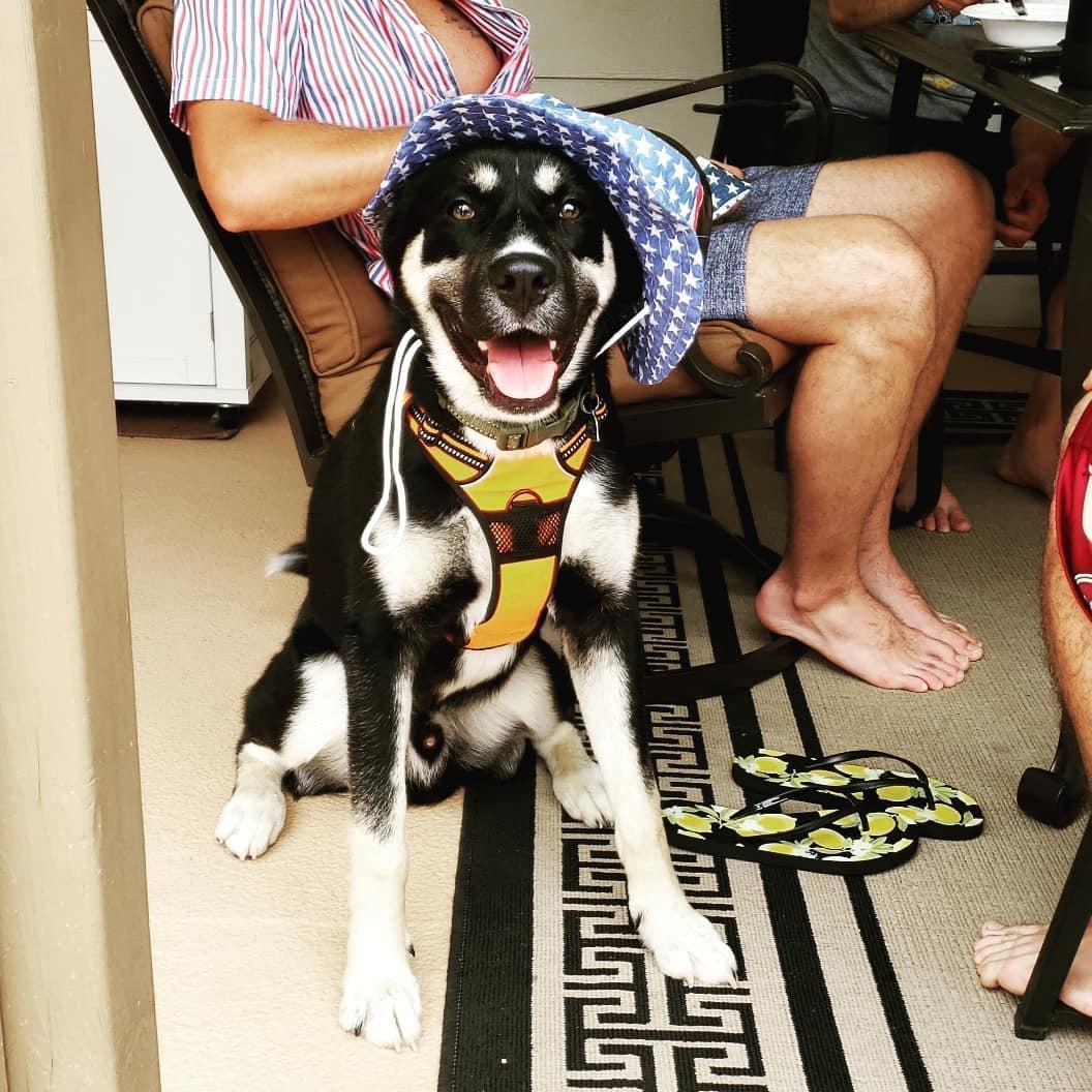 Gus loves 4th of July as much if not more than his mom!