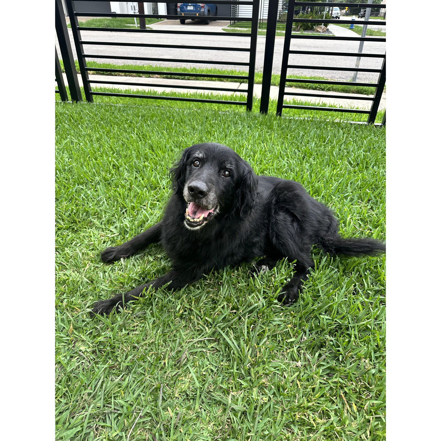 Bear is a Gold Retriever & Lab mix.