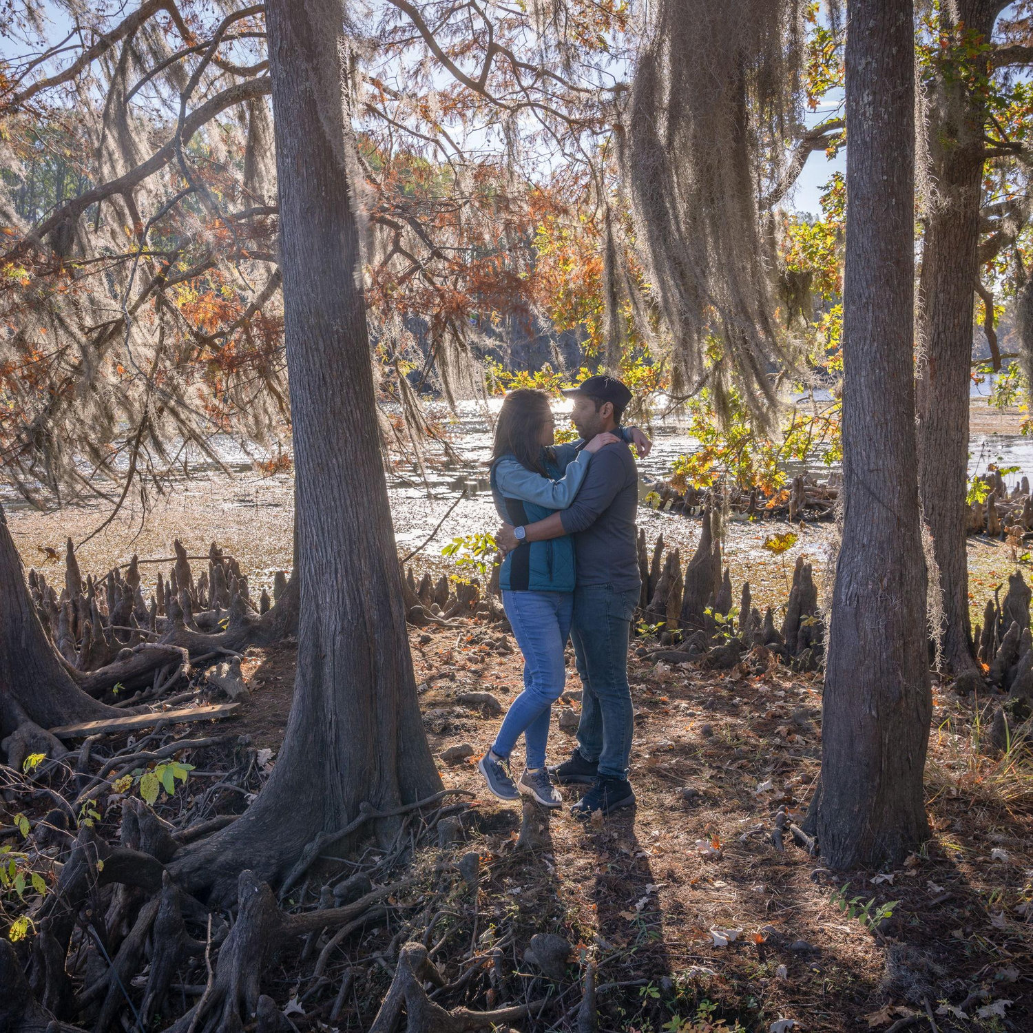 The interesting cypress tree root system