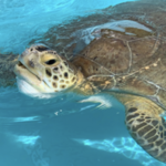 Loggerhead Marinelife Center