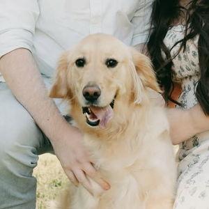 Our Golden Retriever Fund