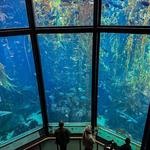 Monterey Bay Aquarium