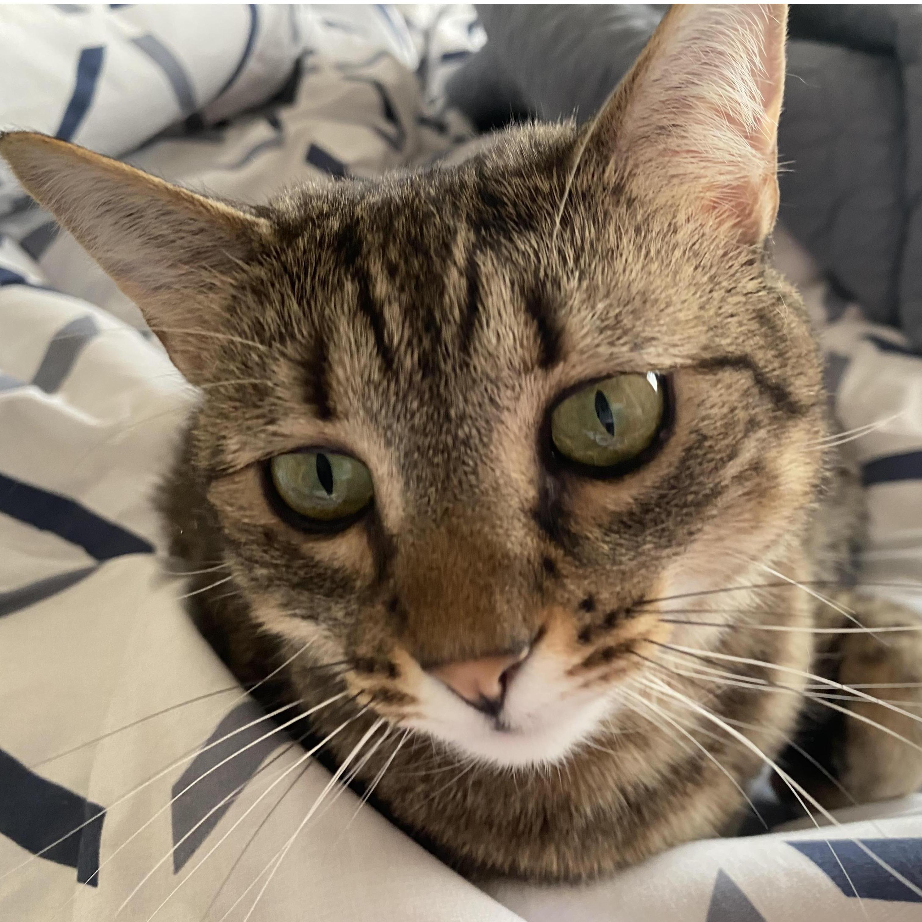 Our fur baby, Ashe!