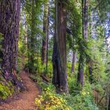 Oregon Redwoods Trail