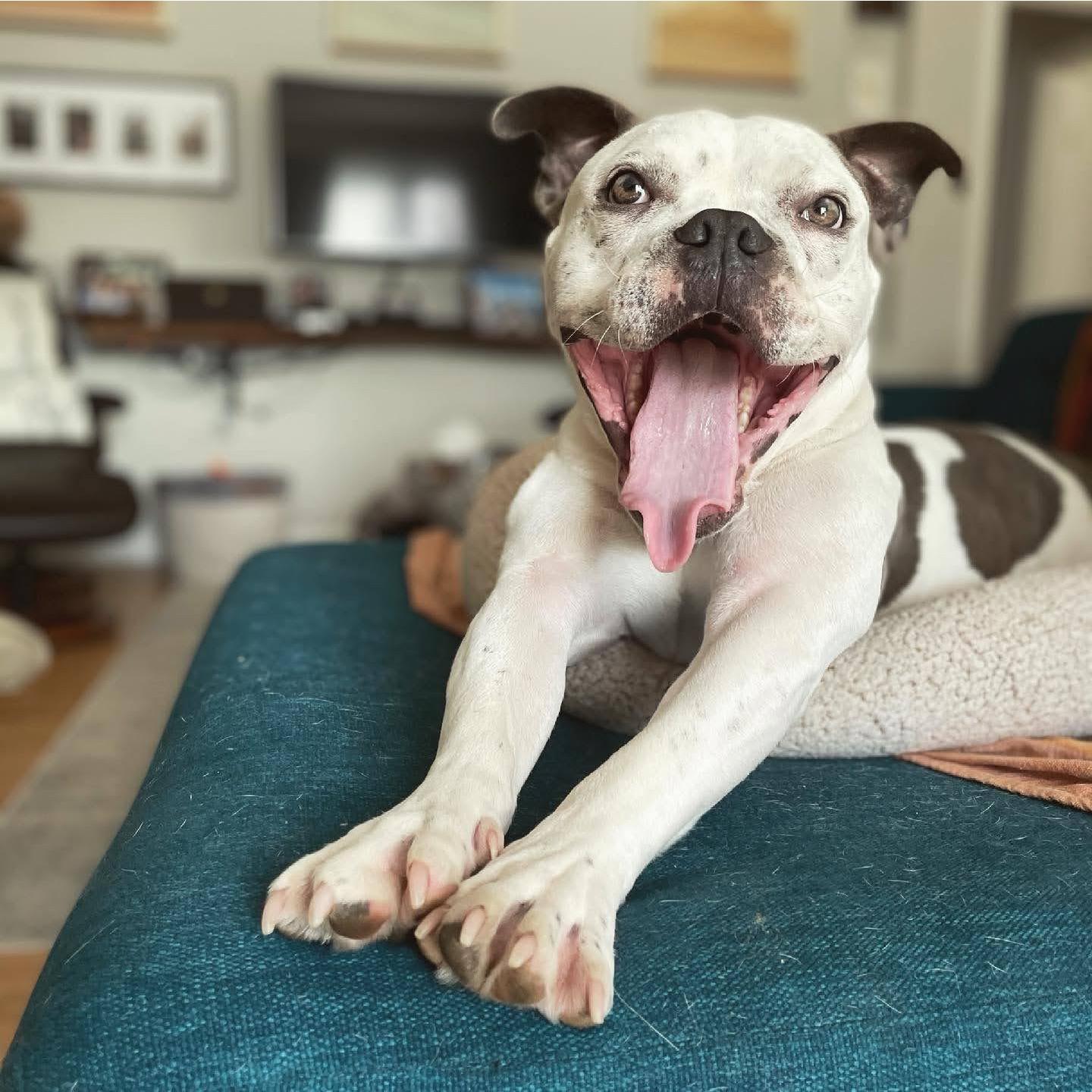We welcomed Wallace to the family on April 13, 2020!