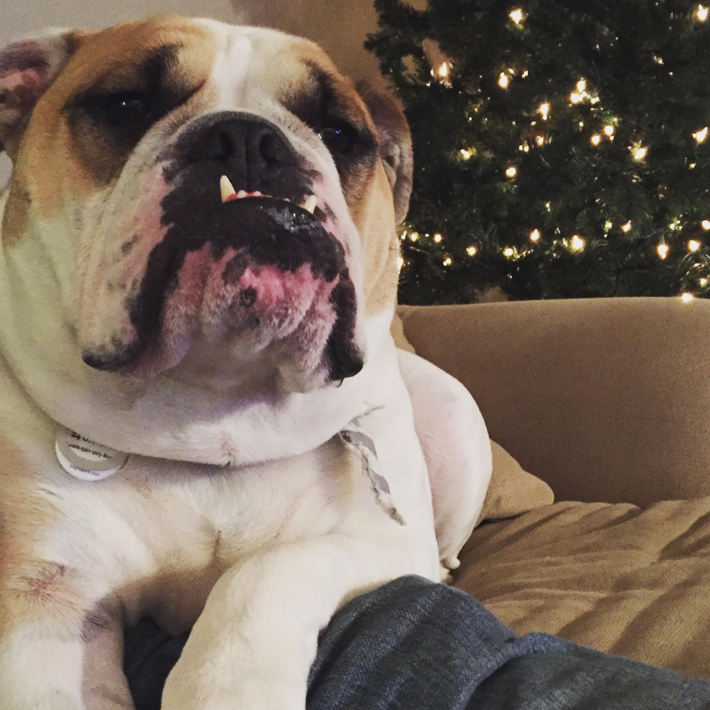 Our son, Moose.