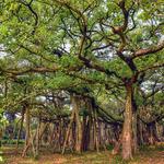 The Great Banyan Tree