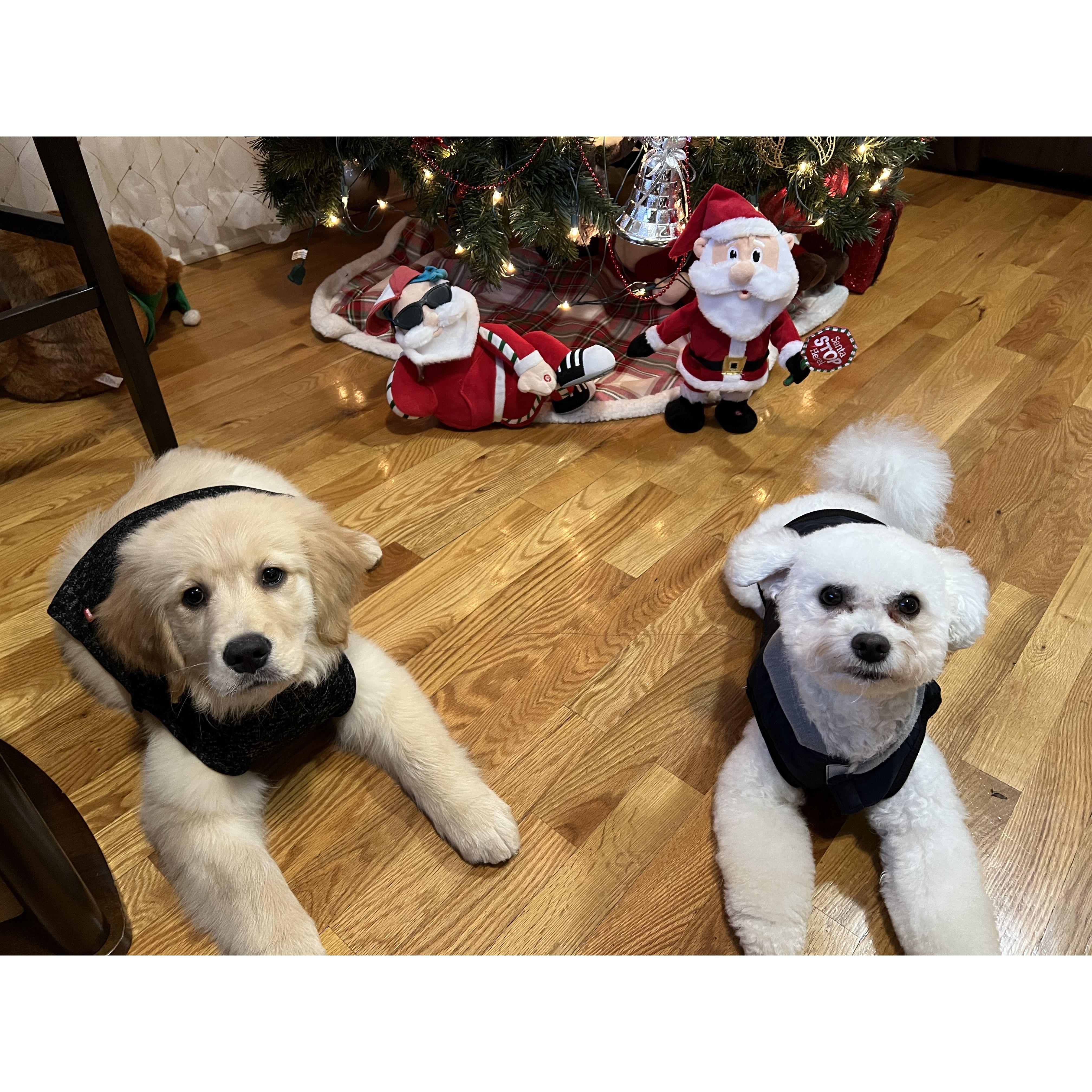 Pongo & Simba