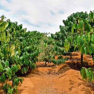 Heavenly Hawaiian Kona Coffee Farm Tours!