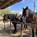 Ponderosa Stables Inc