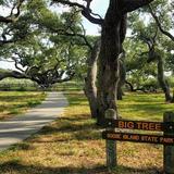 The Big Tree @ Goose Island State Park