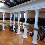 Alabama Museum of Natural History