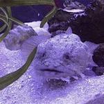 Glen Echo Park Aquarium