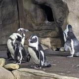 Ripley's Aquarium of Myrtle Beach
