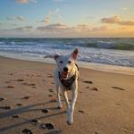 Juno Dog Beach