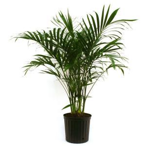 Cateracterum Palm in 9.25 in. Grower Pot