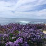 La Jolla Tide Pools