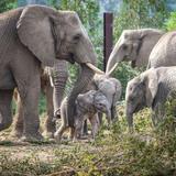 Omaha's Henry Doorly Zoo and Aquarium