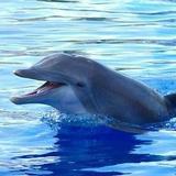 Marineland Dolphin Adventure