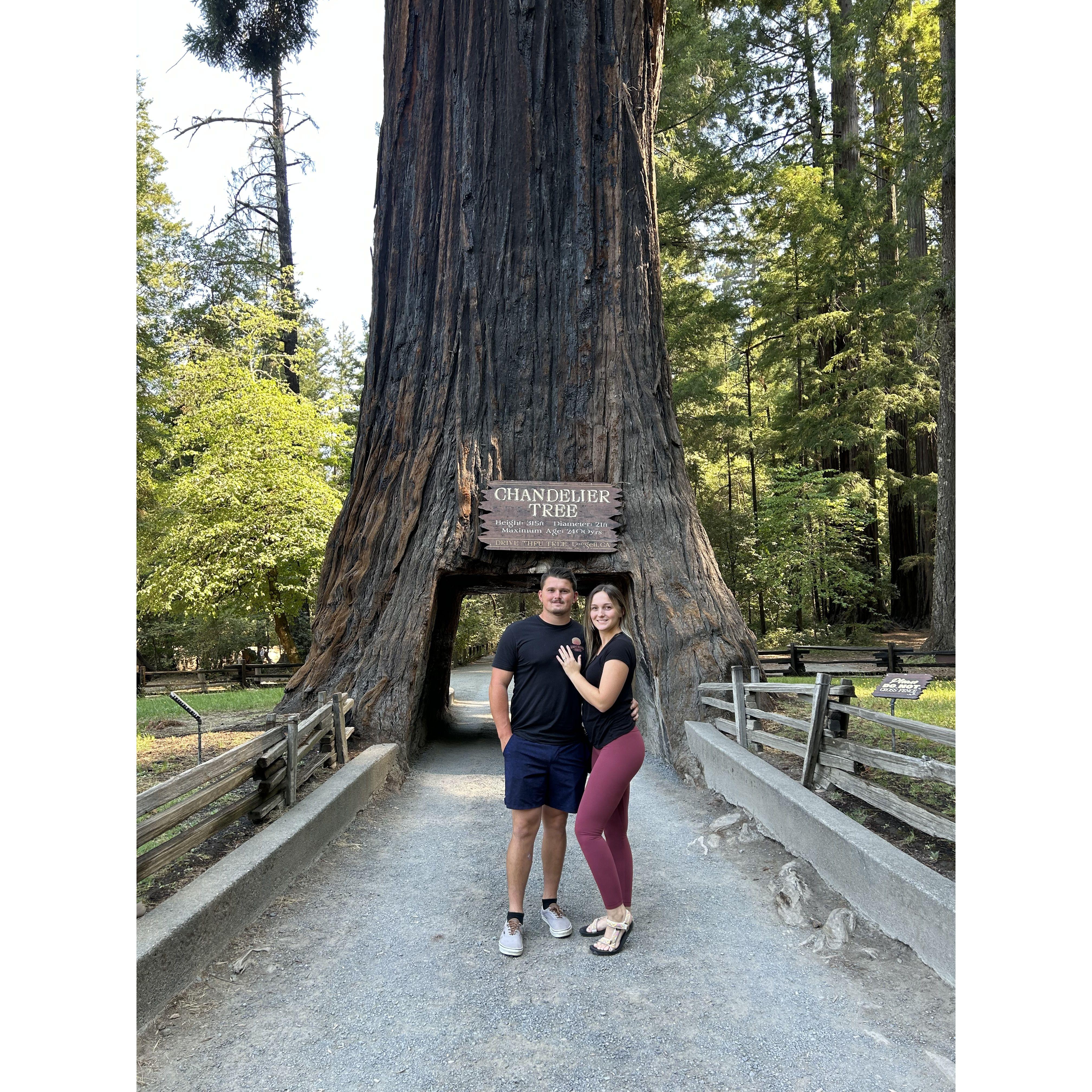 Redwoods National Park