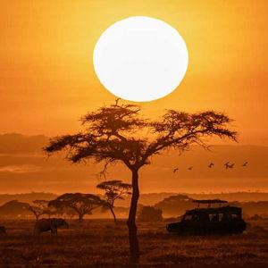 Our Safari Honeymoon Fund