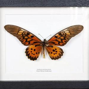 Giant African Swallowtail Butterfly In Black Box Frame (Papilio antimachus)