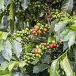 Coffee Farm Tour