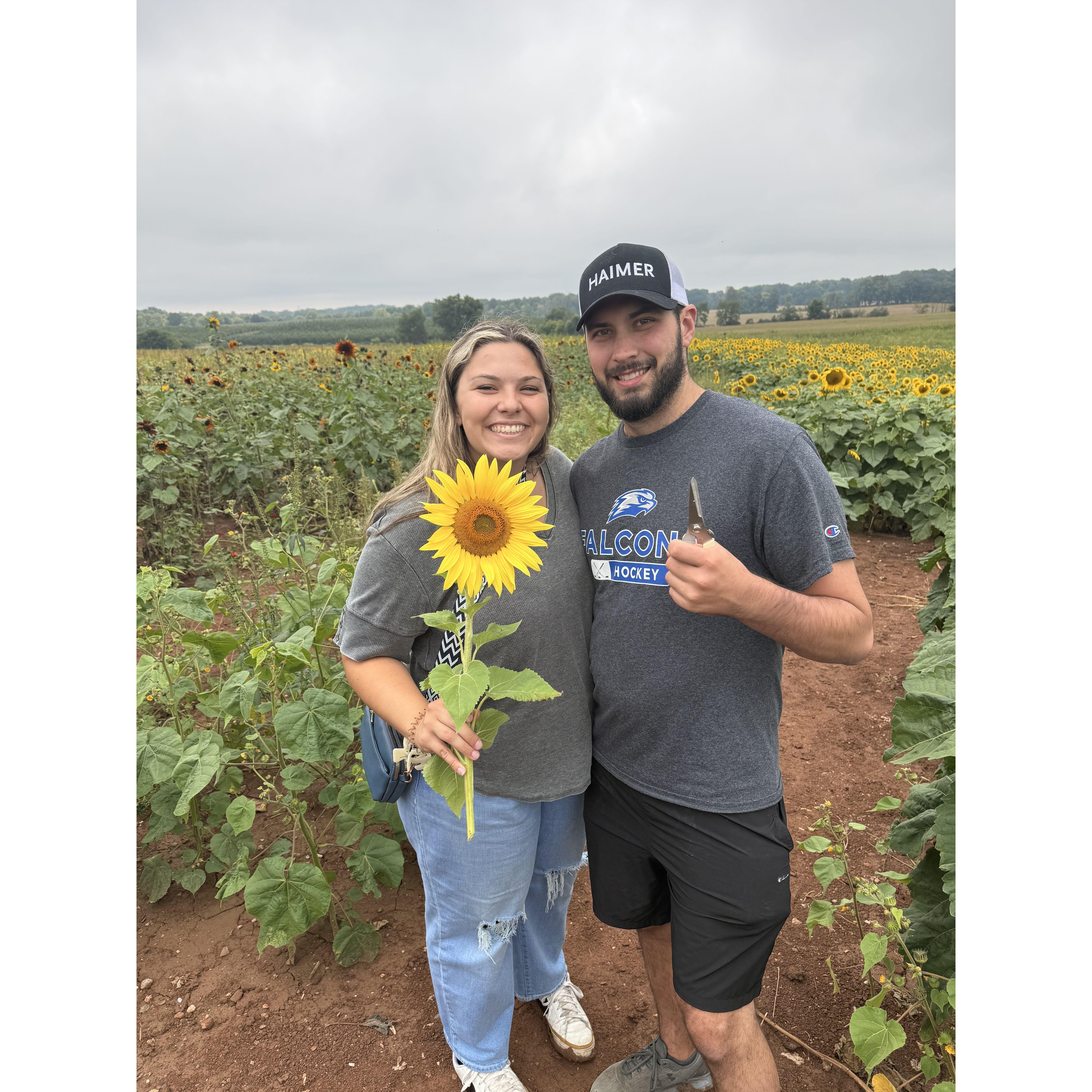 Sunflower Field!