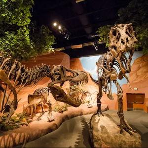 Date: Dinosaur Museum Date