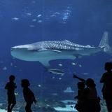 Georgia Aquarium