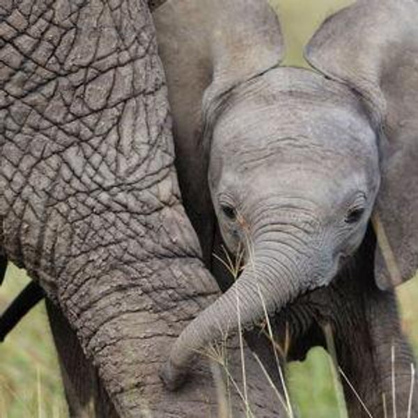 Donation to World Wildlife Fund