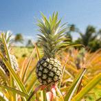 Maui Tropical Plantation