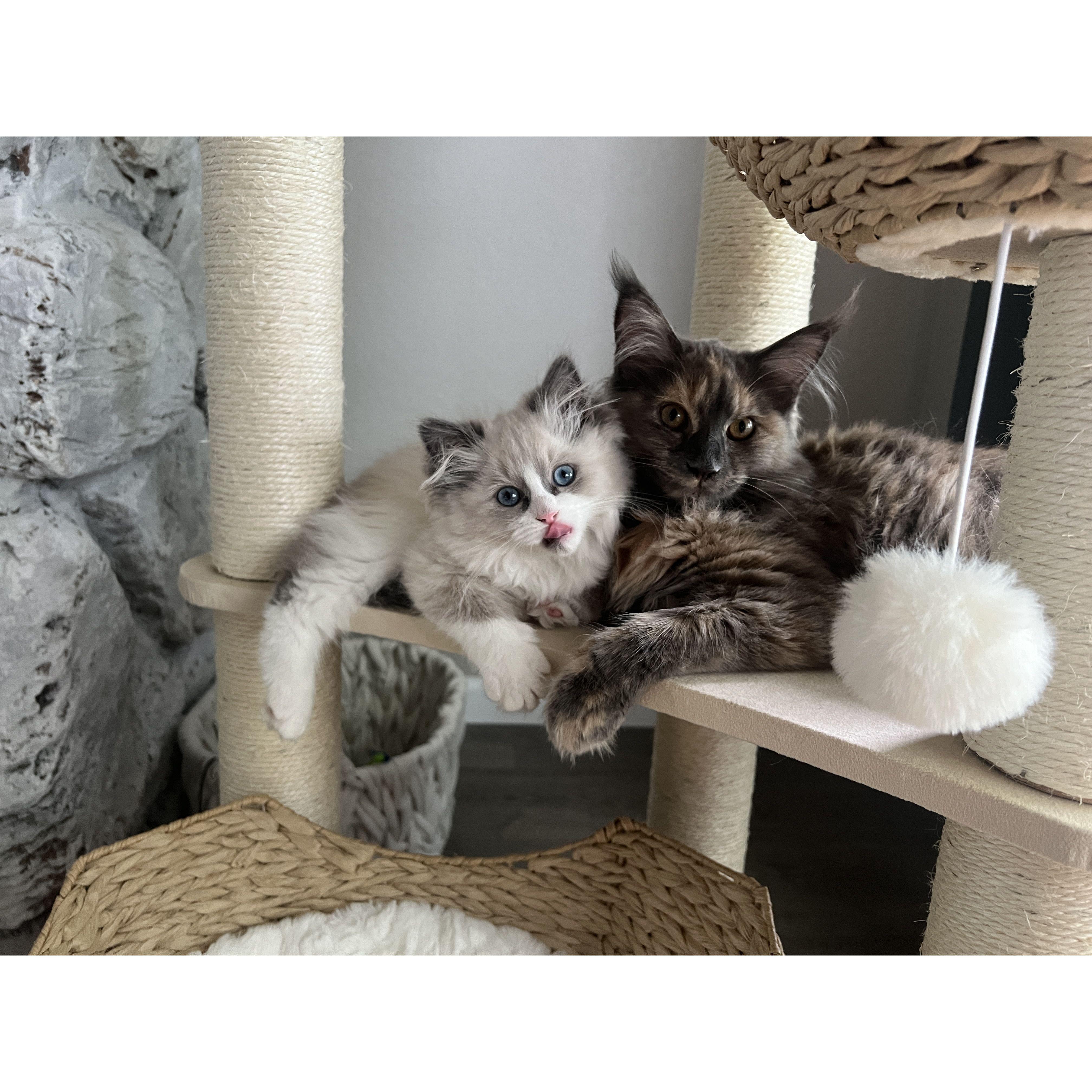 Our newest family members