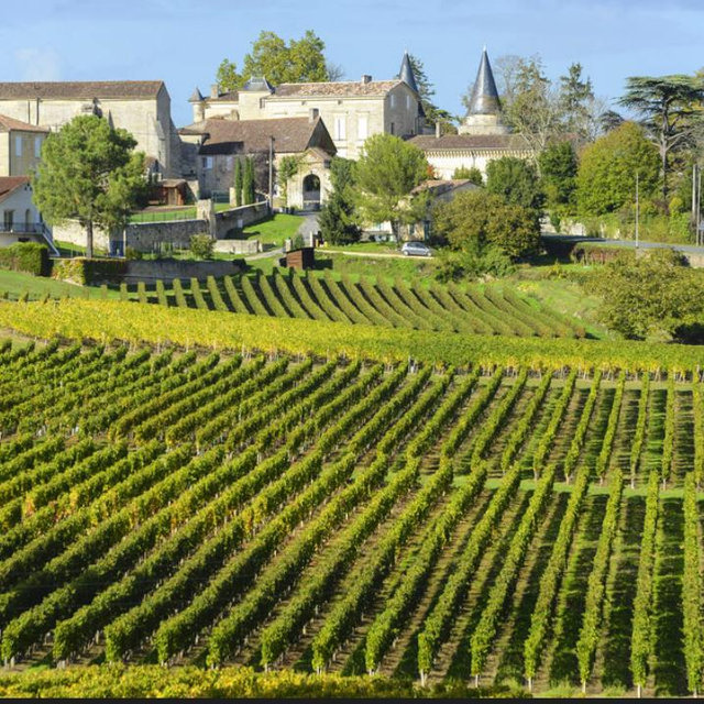 Winery Visit in Bordeaux