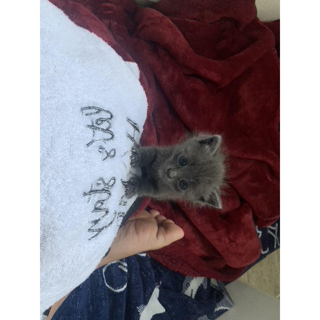 On June 23,2022 we welcomed our second cat Whiskey