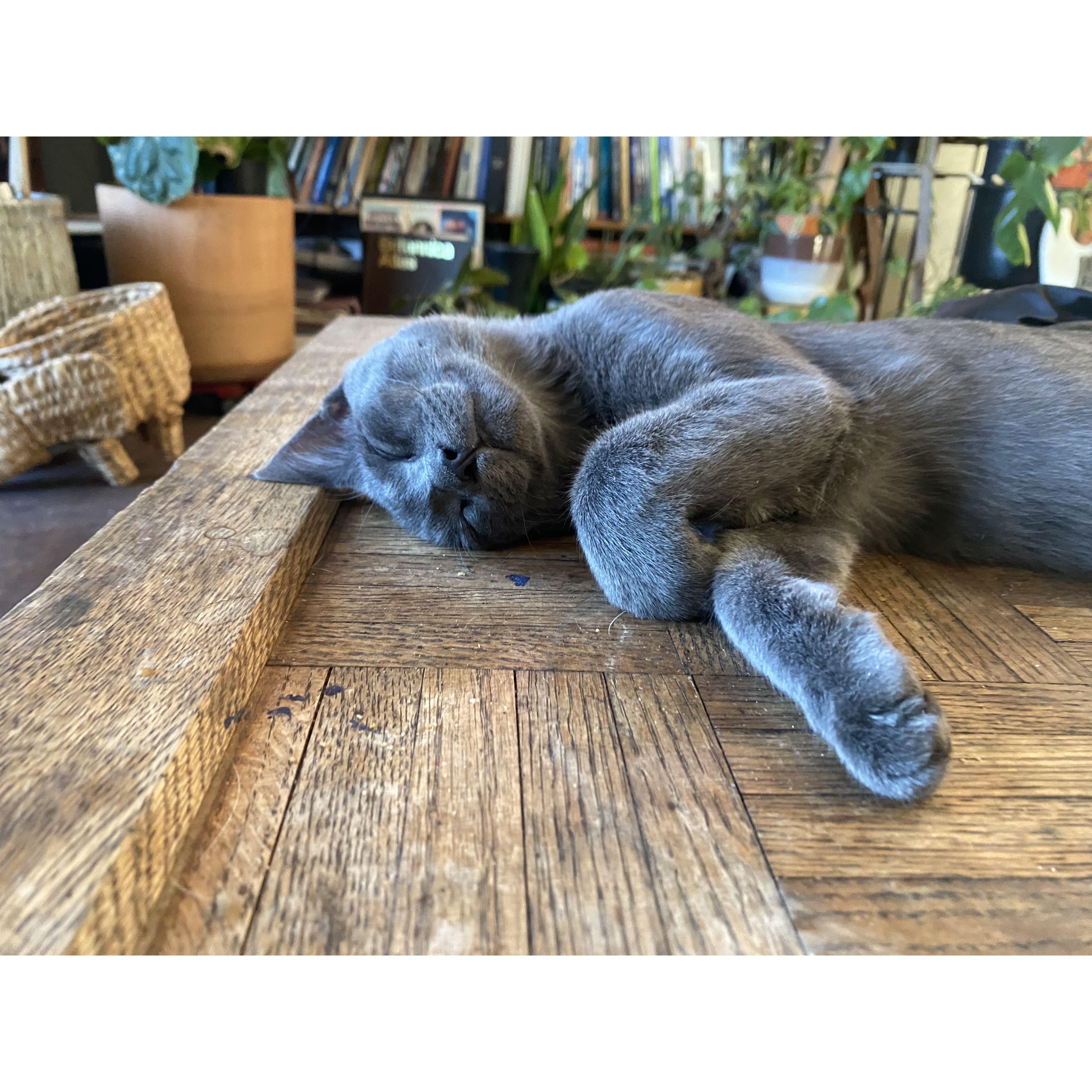 Our only boy, Shady baby