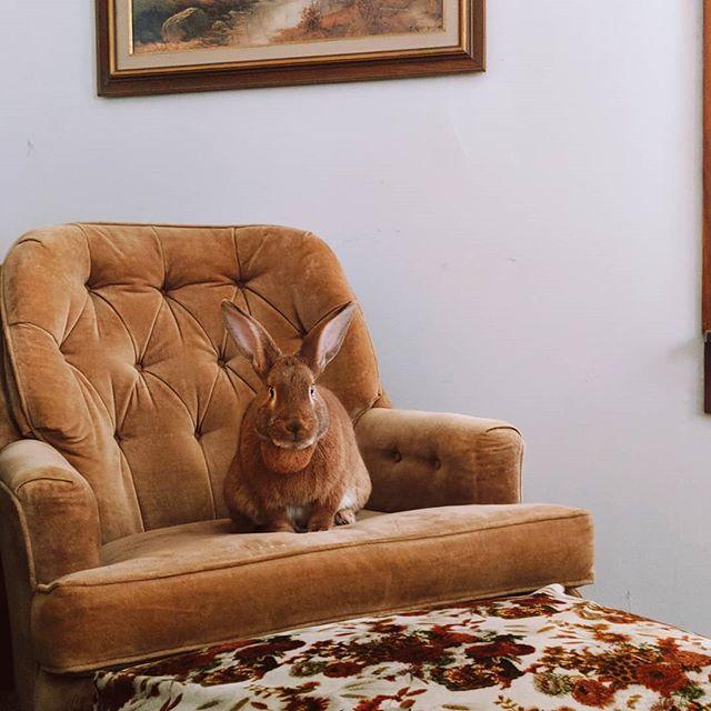 March 13th, 2018:
Sunny, the bunny, blending in with their home decor. 🍁