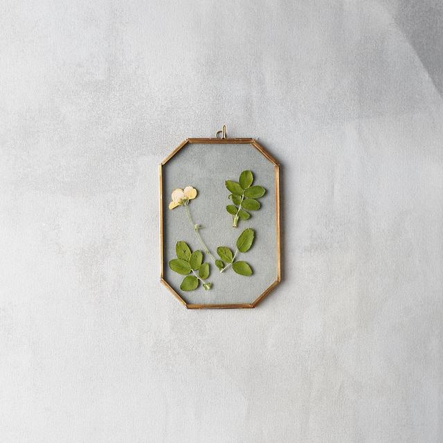 Brass Octagon Specimen Frame, Small