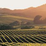 Napa Valley