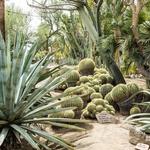 Moorten Botanical Garden