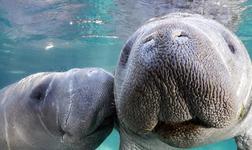 Manatee Park