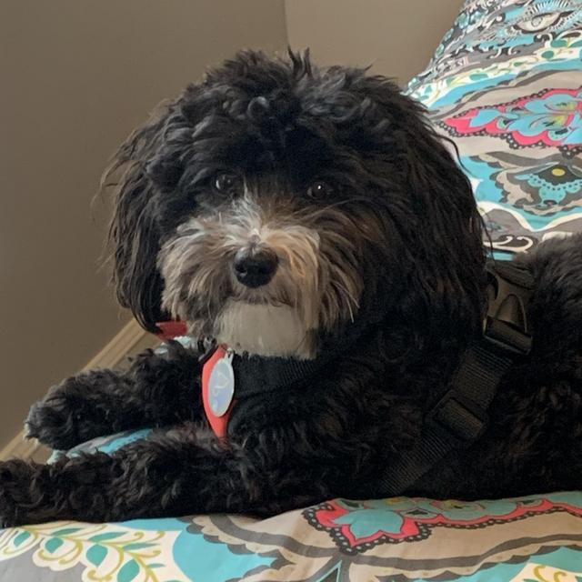 Pet Hotel For Pepé On Our Honeymoon