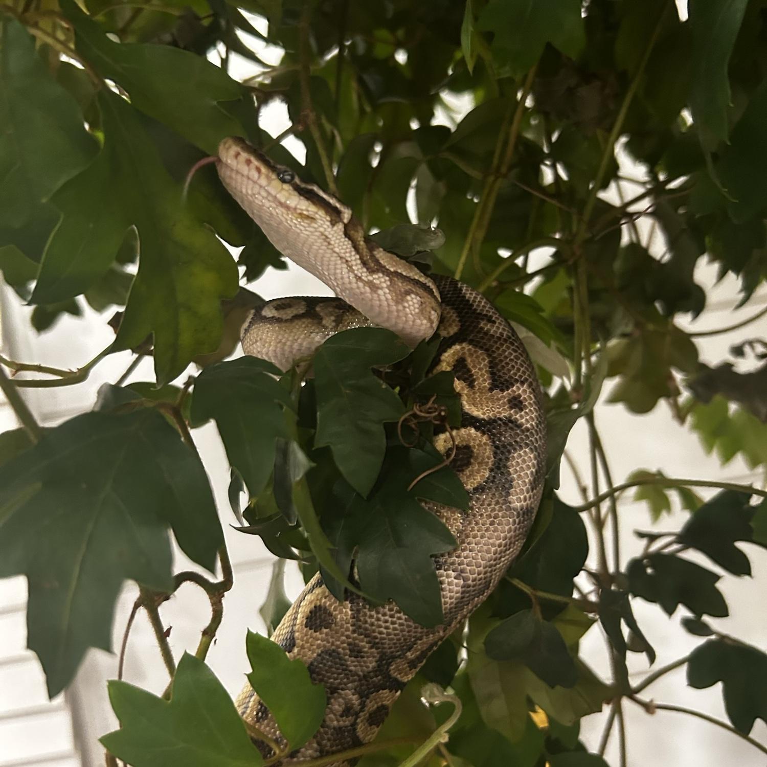Silvanus!