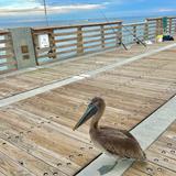 Fisher Family Pier