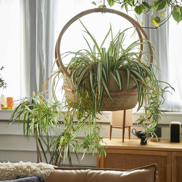 Margot Hanging Planter
