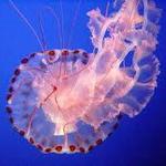 Aquarium of the Pacific