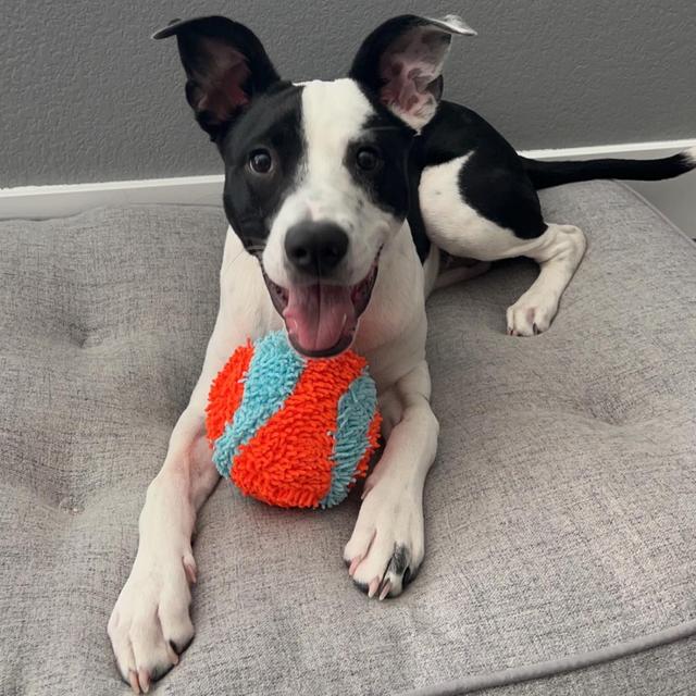 Lei’li’s Toy Fund