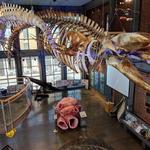 New Bedford Whaling Museum