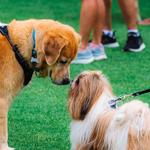 Point Isabel Dog Park