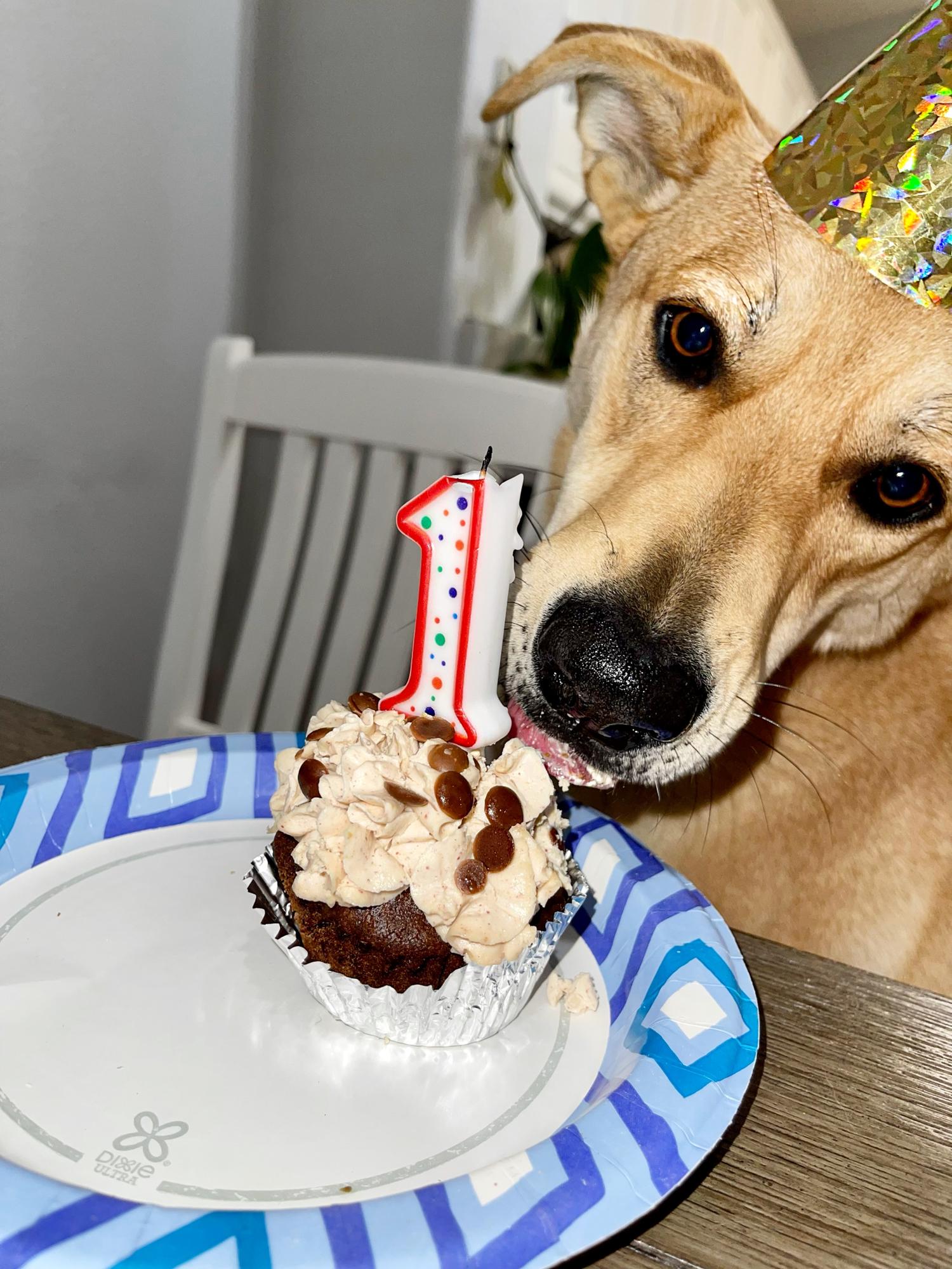 November 2021 Ellies First Birthday!